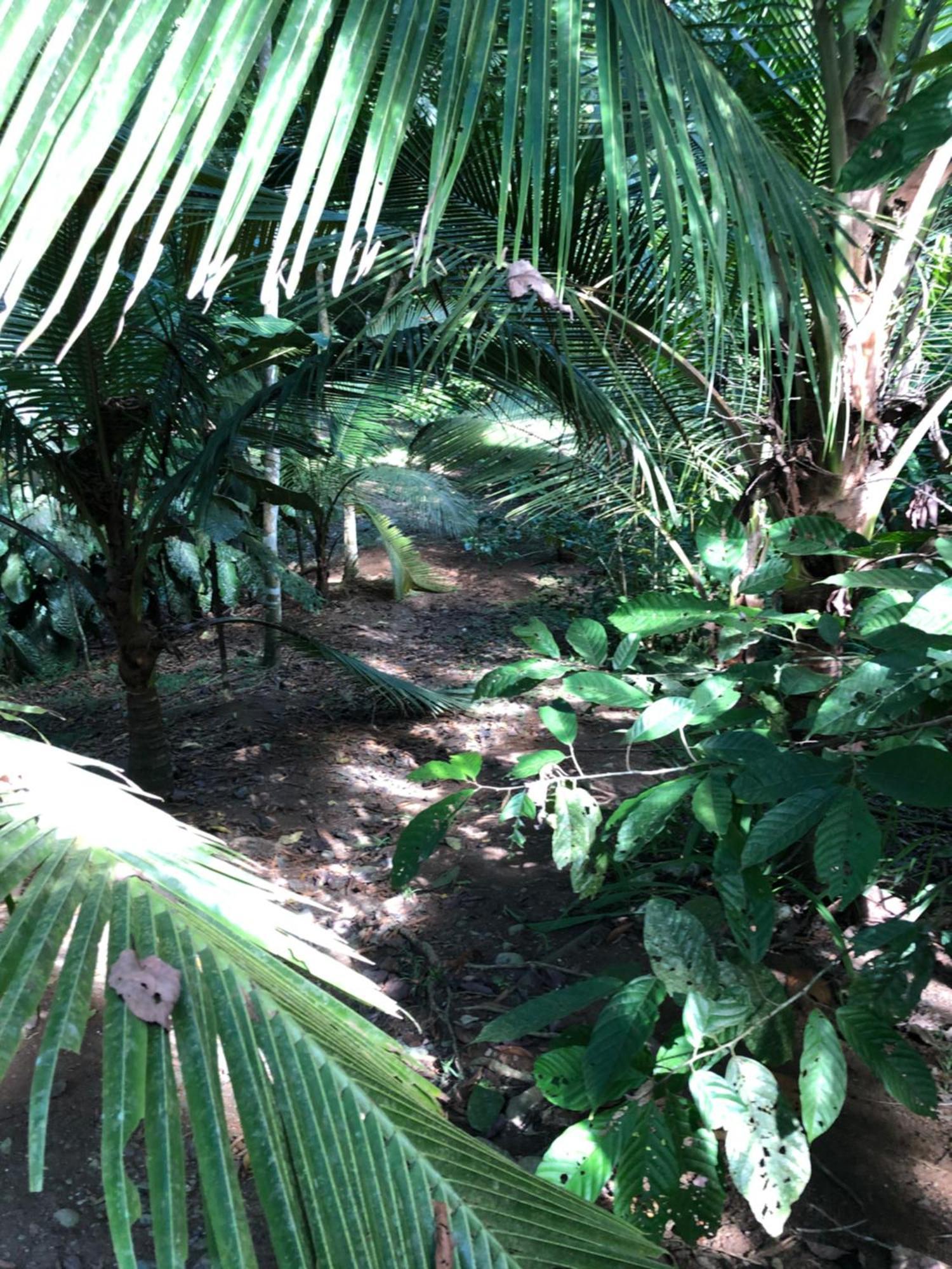 Papaya Wildlife Lodge Cahuita Exterior photo