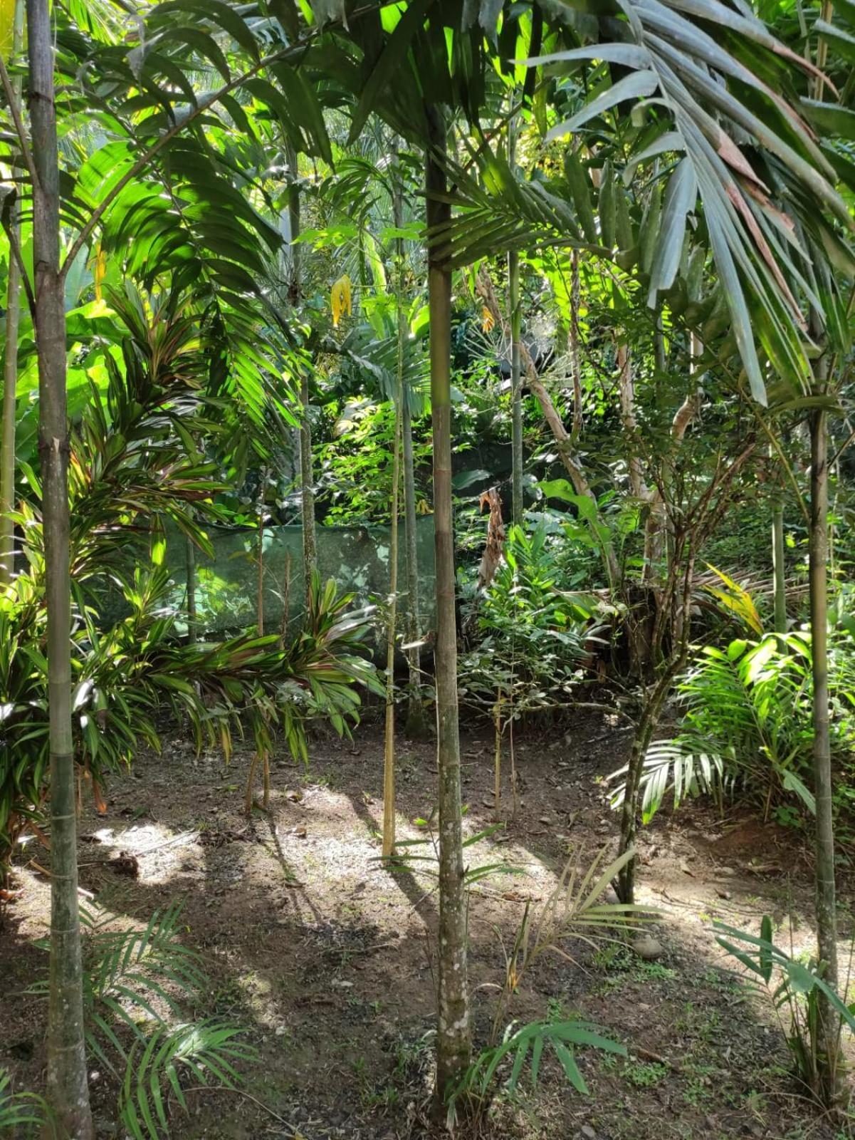 Papaya Wildlife Lodge Cahuita Exterior photo