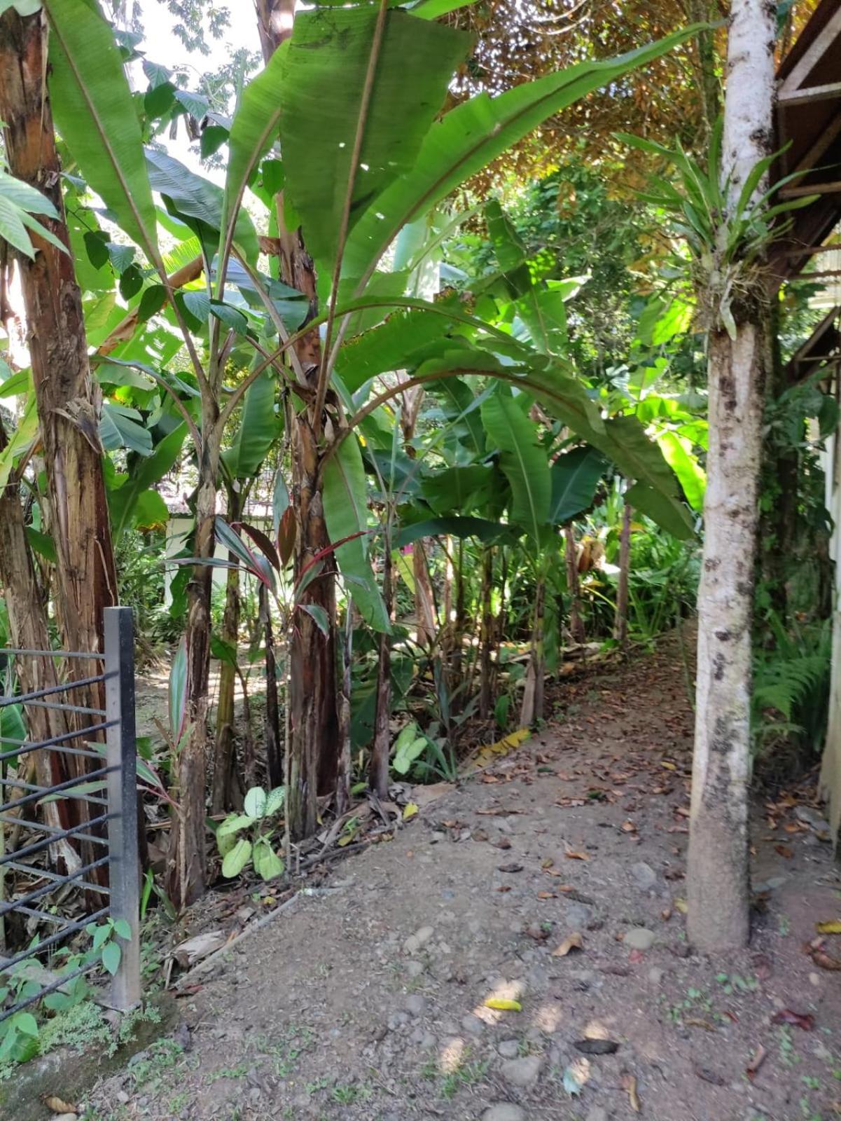 Papaya Wildlife Lodge Cahuita Exterior photo