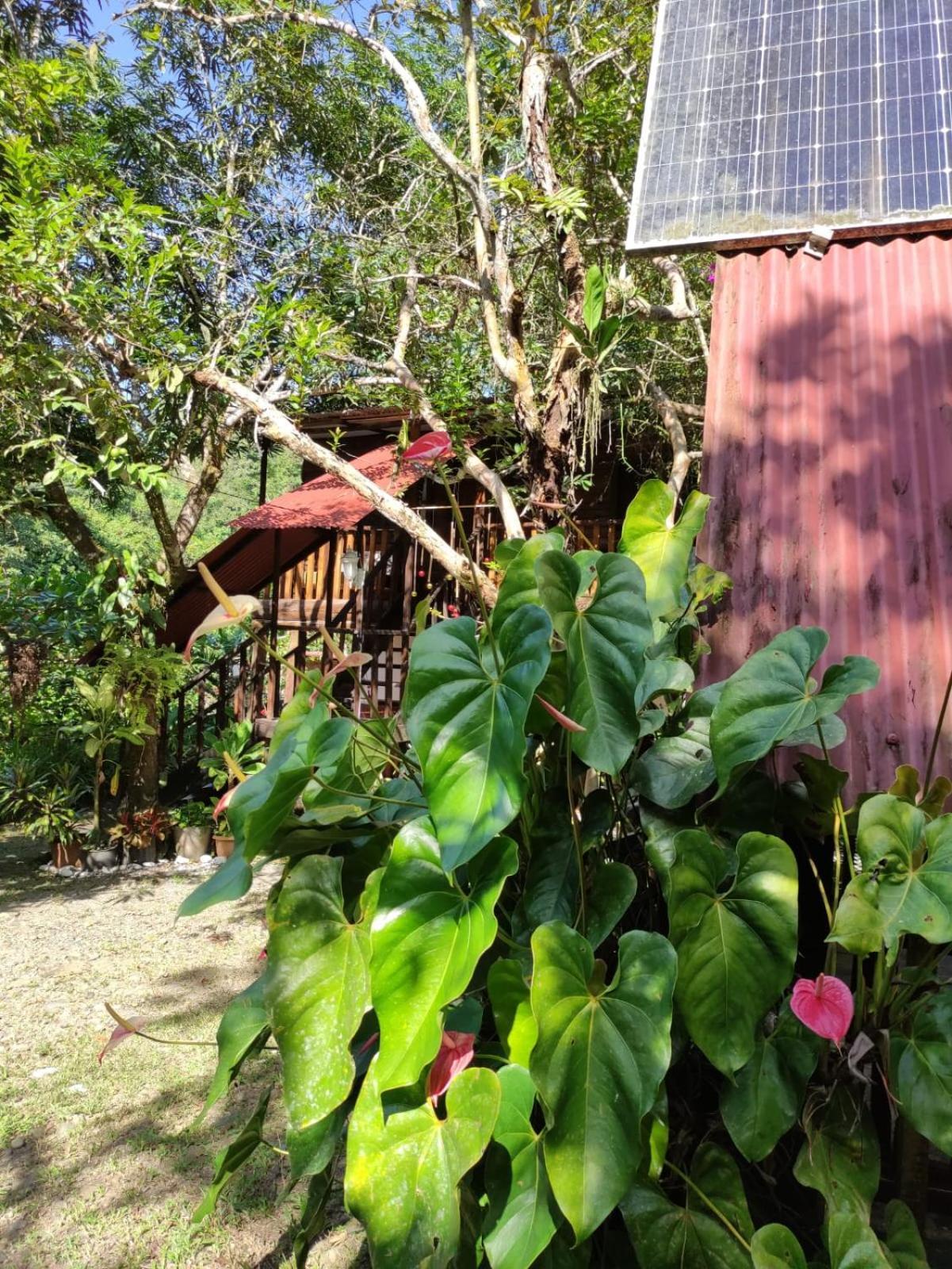 Papaya Wildlife Lodge Cahuita Exterior photo