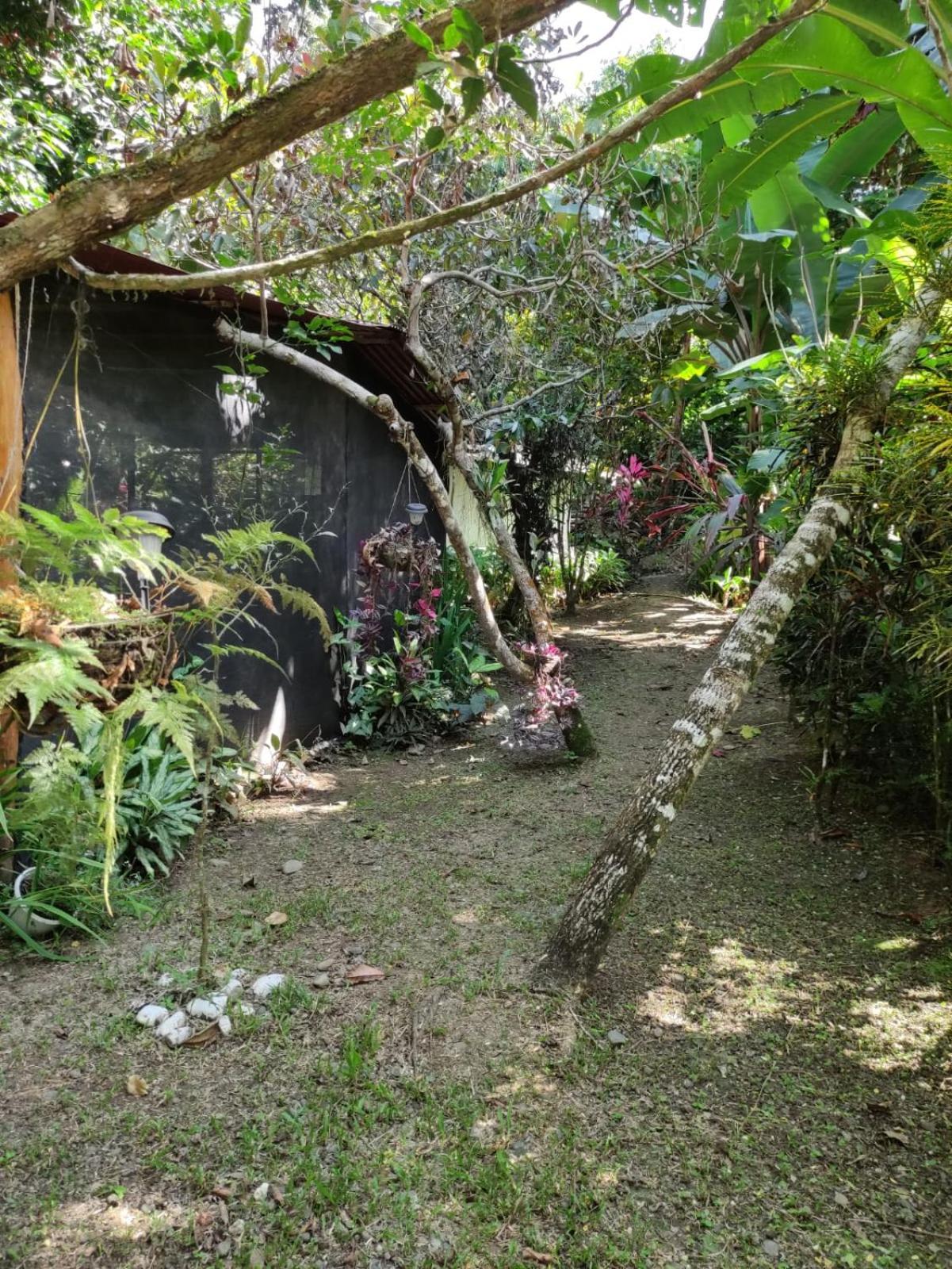 Papaya Wildlife Lodge Cahuita Exterior photo