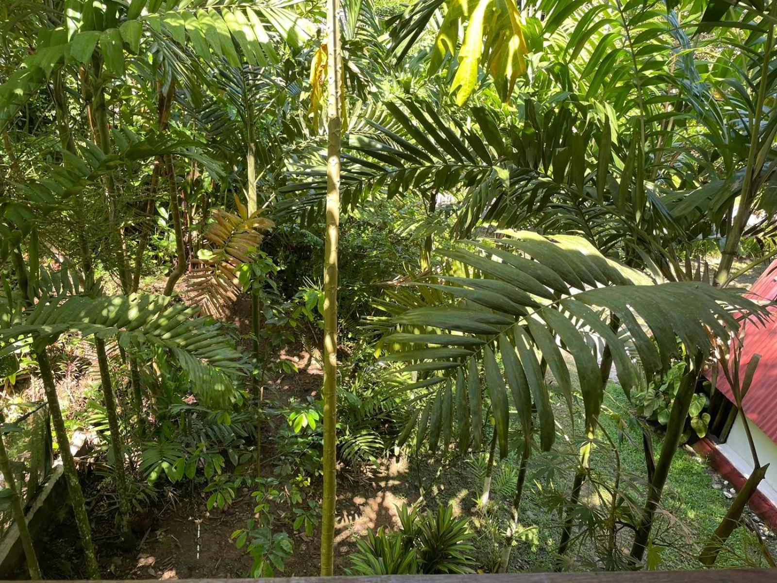 Papaya Wildlife Lodge Cahuita Exterior photo